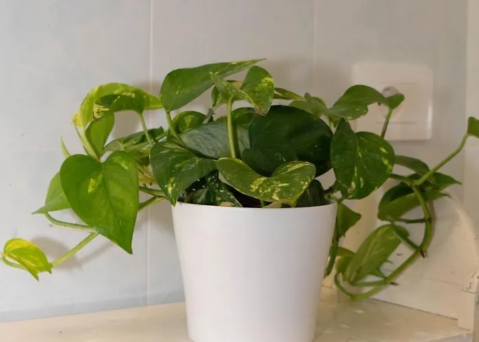 La Casetta Del Ponte A Due Passi Dal Mare شقة *